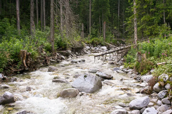Bergrivierlandschap Vloeiend Water Bergen Tatra Gebergte Uitzicht Natuurpark Bergbeek — Stockfoto