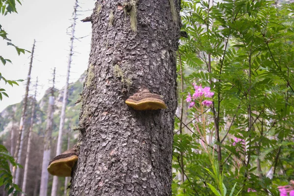 Pilze Oder Pilze Auf Einem Baumstamm — Stockfoto