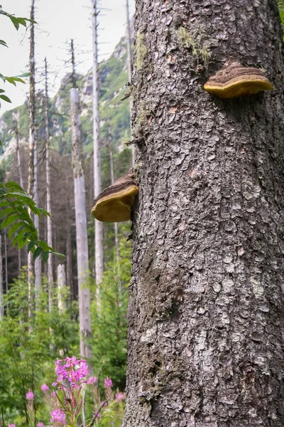 Pilze Oder Pilze Auf Einem Baumstamm — Stockfoto