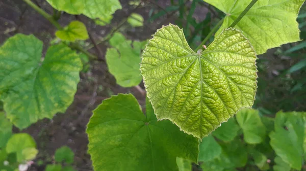 Junges Weinblatt Garten Traubenblatt Hintergrund Botanische Pflanze — Stockfoto