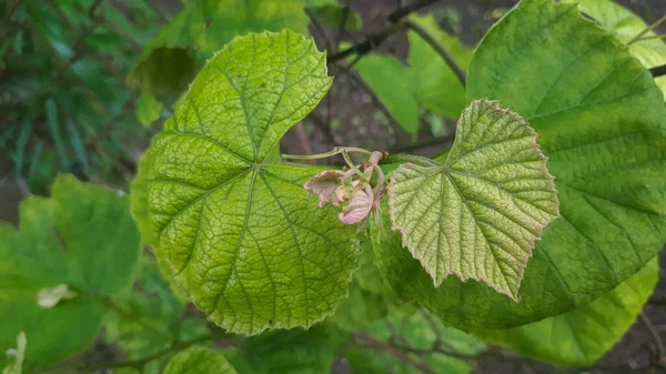 Junges Weinblatt Garten Traubenblatt Hintergrund Botanische Pflanze — Stockfoto