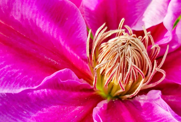 Flor Macro Clematis Primer Plano Violeta Floración Clematis — Foto de Stock