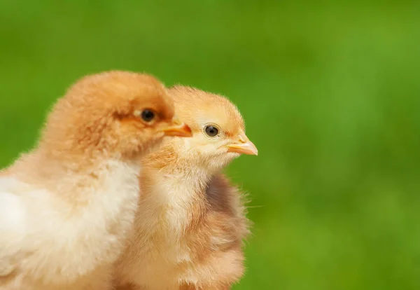 Küçük Tavuk Dostluğu Yeşil Arka Planda Ikiz Tavuk Aile Yeni — Stok fotoğraf