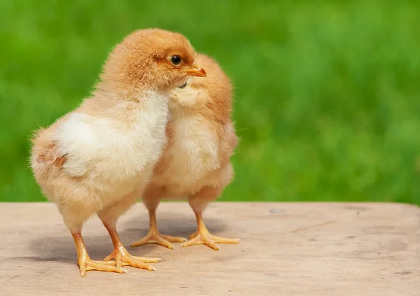 Pequeña Amistad Pollo Pollito Gemelo Sobre Fondo Verde Natural Concepto — Foto de Stock