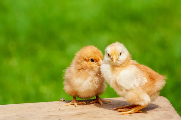 Small chicken friendship. Twin little chicken on green natural background. Family newborn chicken concept. Couple chicken or bird.