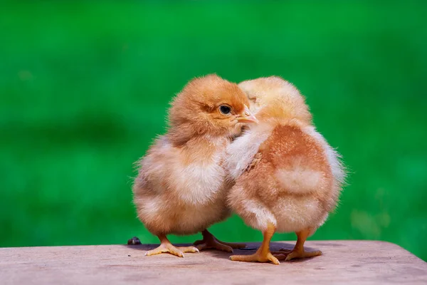 Küçük Tavuk Dostluğu Yeşil Arka Planda Ikiz Tavuk Aile Yeni — Stok fotoğraf