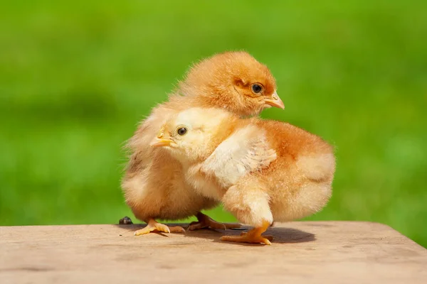 Pequeña Amistad Pollo Pollito Gemelo Sobre Fondo Verde Natural Concepto — Foto de Stock