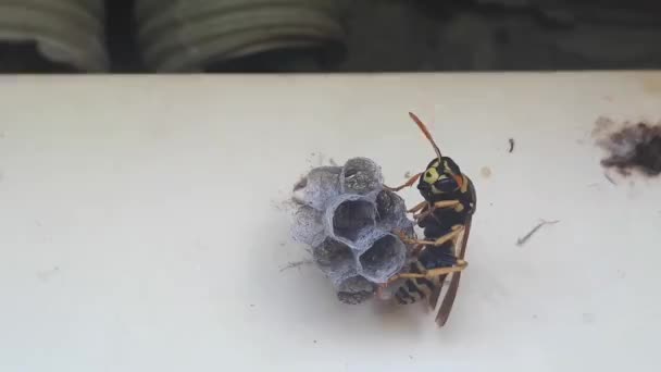 Wesp Bouwt Een Nest Een Nieuwe Kolonie Van Dichtbij Beginnen — Stockvideo