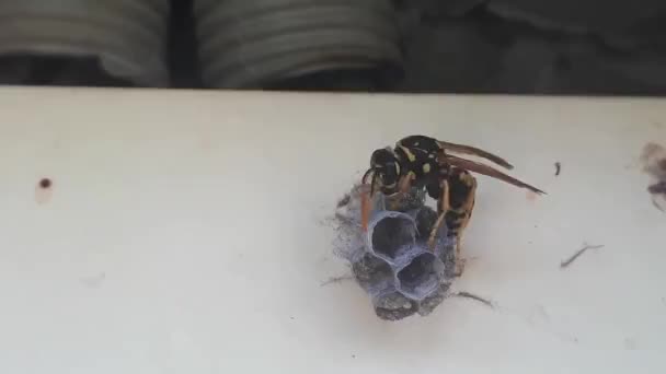 Wesp Bouwt Een Nest Een Nieuwe Kolonie Van Dichtbij Beginnen — Stockvideo