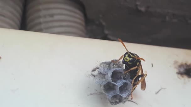 Wesp Bouwt Een Nest Een Nieuwe Kolonie Van Dichtbij Beginnen — Stockvideo