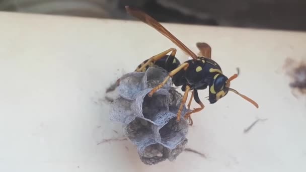 Wasp Builds Nest Start New Colony Close — Stock Video