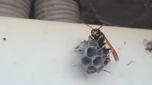 Wasp Builds Nest Start New Colony Close — Stock Video