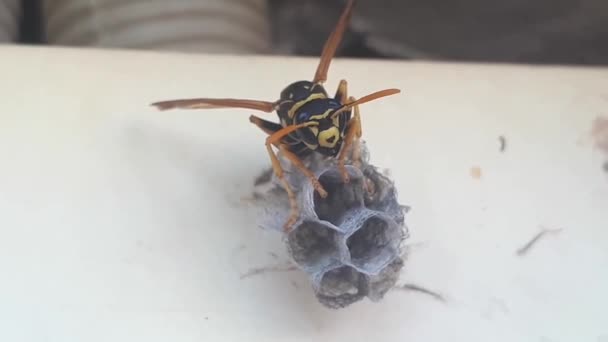 Wespe Baut Ein Nest Aus Nächster Nähe Eine Neue Kolonie — Stockvideo