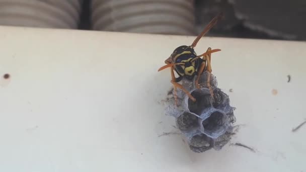 Wespe Baut Ein Nest Aus Nächster Nähe Eine Neue Kolonie — Stockvideo