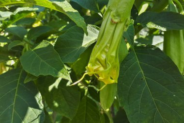 Bahçede zehirli bir bitki var. Datura çiçeği, tehlikeli bitki. Açık hava bahçesi.