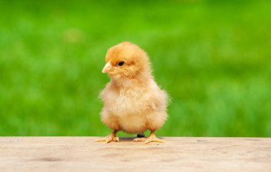 Bir gün ahşap masada, arka planı aydınlık olan bir piliç. Tek paskalya kuşu arkaplanı. Yavru tavuk bahçede.