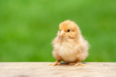 Bir gün ahşap masada, arka planı aydınlık olan bir piliç. Tek paskalya kuşu arkaplanı. Yavru tavuk bahçede.