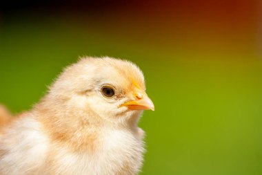 Kapalı küçük yeni doğmuş tavuk yazın doğal arka planda.