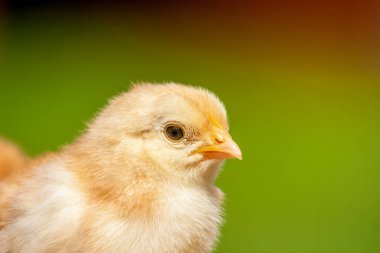 Kapalı küçük yeni doğmuş tavuk yazın doğal arka planda.