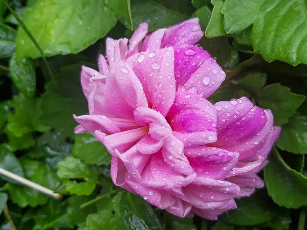 Kwitnąca Różowa Róża Ogrodzie Kroplą Deszczu — Zdjęcie stockowe