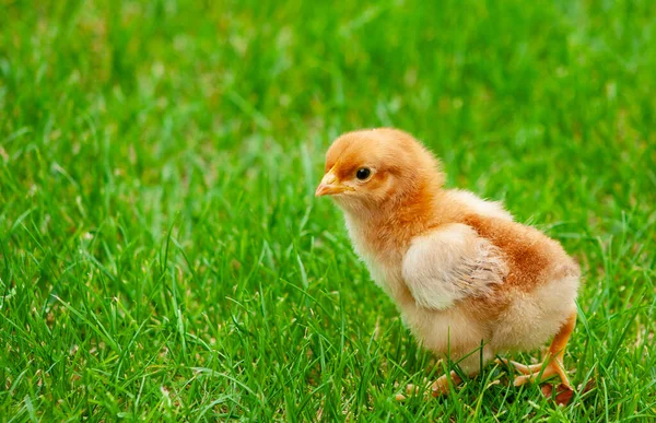 Fluffy Chicken Spring Grass Selective Focus Easter Concept Small Yellow — Stock Photo, Image