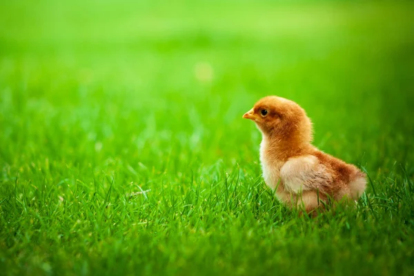 Baby Easter Poulet Copie Fond Espace Dans Pelouse Extérieure Herbe — Photo