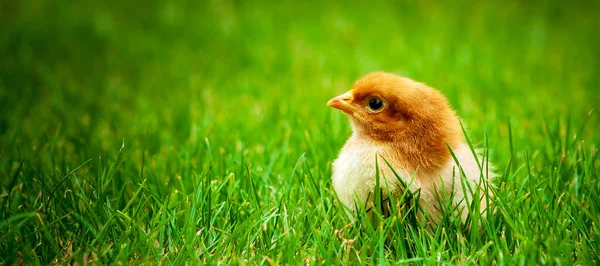 Baner Pokazać Dziecko Wielkanoc Noworodka Kurczaka Świeżej Zielonej Trawie Dla — Zdjęcie stockowe