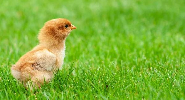 Banner Mostrar Bebé Pascua Pollo Recién Nacido Hierba Verde Fresca — Foto de Stock