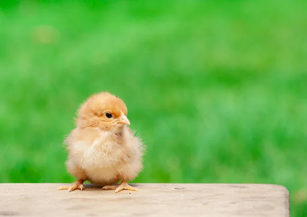 Pollito Día Sobre Mesa Madera Con Fondo Naturaleza Clara Fondo — Foto de Stock