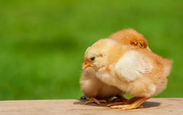 Newborn chicken family. Animal friendship. Couple love bird on green grass background.