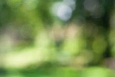 Tasarım için yeşil yaprak bokeh desen arka planı. Arkaplan için soyut bulanık yeşil renk, bulanık ve odaklanmış efekt bahar kavramı.