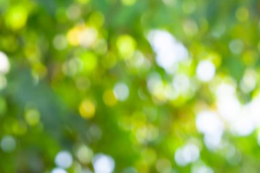 Tasarım için yeşil yaprak bokeh desen arka planı. Arkaplan için soyut bulanık yeşil renk, bulanık ve odaklanmış efekt bahar kavramı.