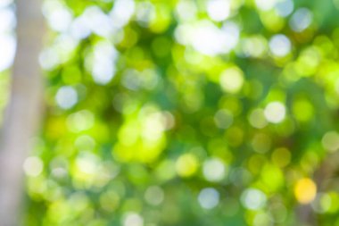 Tasarım için yeşil yaprak bokeh desen arka planı. Arkaplan için soyut bulanık yeşil renk, bulanık ve odaklanmış efekt bahar kavramı.