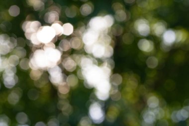 Tasarım için yeşil yaprak bokeh desen arka planı. Arkaplan için soyut bulanık yeşil renk, bulanık ve odaklanmış efekt bahar kavramı.