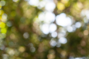 Tasarım için yeşil yaprak bokeh desen arka planı. Arkaplan için soyut bulanık yeşil renk, bulanık ve odaklanmış efekt bahar kavramı.