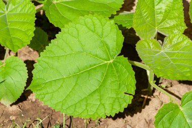 Genç yeşil Paulownia ağacı. Paulownia Tomentosa 'nın tohumları açık arazide.