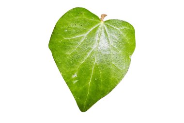 Beyaz arkaplanda yeşil yaprak izole edildi.