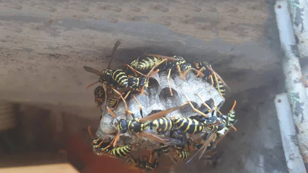 Wespe Auf Wespennest Aus Nächster Nähe Tierkolonie Makro — Stockfoto