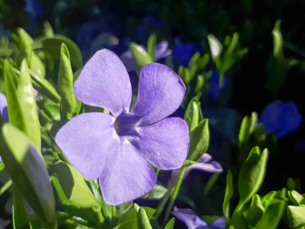 Vinca Menor Menor Periwinkle Flores Ornamentais Flor — Fotografia de Stock