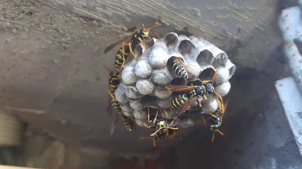 Wasp Sitting Wasp Nest Close Animal Colony Macro — Stock Photo, Image