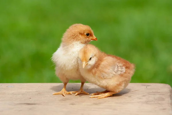 Pollo Gemelo Adorable Recién Nacido Pareja Animales Bebé Aire Libre — Foto de Stock