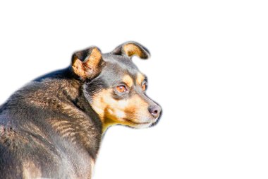 Mutlu köpek beyaz arka planda izole.