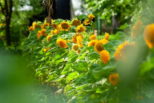 Жовті Соняшники Поле Соняшників Сільський Краєвид Жовта Квітка Соняшника Або — стокове фото