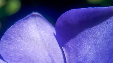 Mor vinca minör menekşe çiçeğinin süper makrosu. Bahçede çiçek başlığı ayrıntıları.