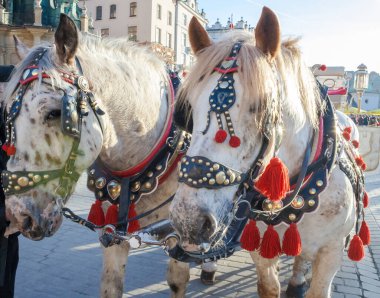  Polonya, Krakow 'daki Ana Pazar Meydanı' nda faytonlu atlar. 