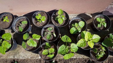 Genç yeşil Paulownia ağacı. Saksıda Paulownia Tomentosa tohumları.