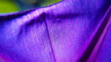 Mor çiçek yaprağının aşırı yakın çekim makrosu. Bahar geldi.