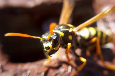 Yakın çekim makro eşekarısı. Sarı tehlikeli hayvanın detayları.