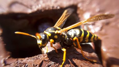Yakın çekim makro eşekarısı. Sarı tehlikeli hayvanın detayları.