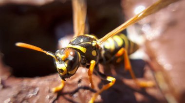 Yakın çekim makro eşekarısı. Sarı tehlikeli hayvanın detayları.
